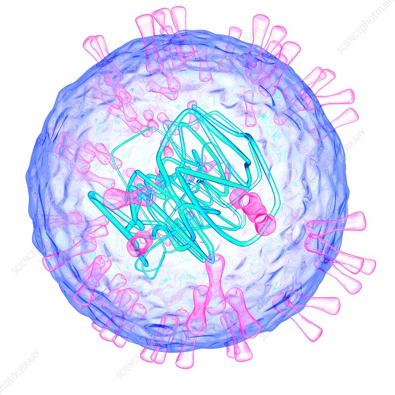 Hình ảnh virus mụn rộp sinh dục HSV