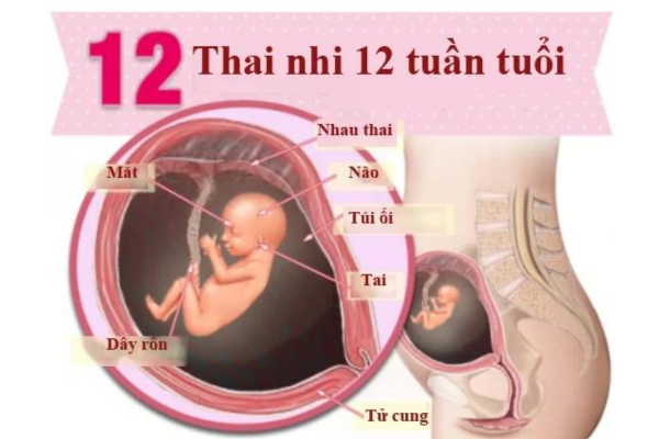 sự phát triển của thai nhi 12 tuần tuổi