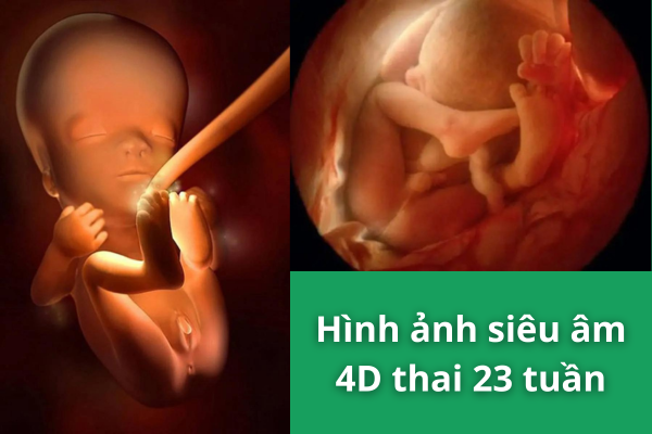 thai 23 tuần phát triển như thế nào